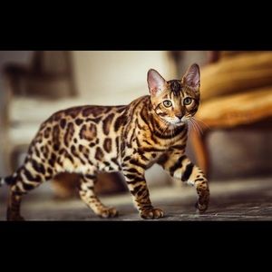 Meet your Posher, Eric